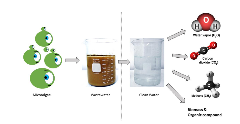 Salinity Reduction From Poly-Chem-Industrial Wastewater by Using Microalgae (Chlorella sp.) Collected From Coastal Region of Peninsular Malaysia