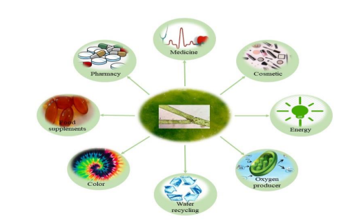 Antibacterial, Antifungal Properties and Chemical Composition of Freshwater Macroalgae, Cladophora Glomerata