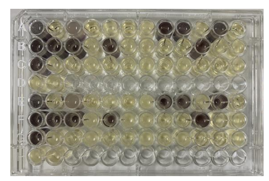 The Ionic Liquid Tolerant Evaluation Method Using Formazan Dye in Escherichia Coli